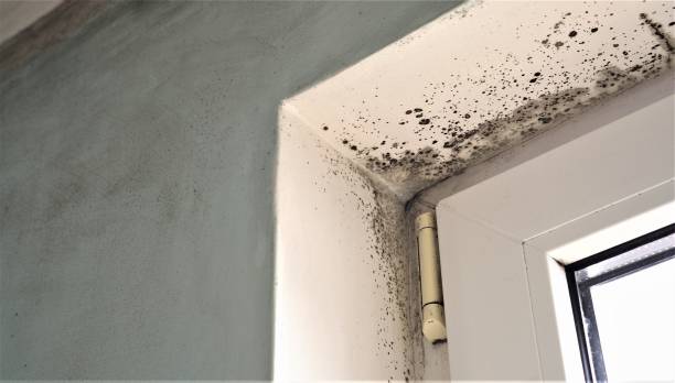 Best Black Mold Removal  in West Point, GA